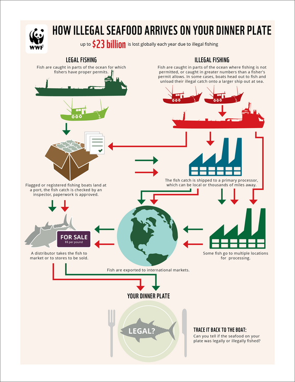 WWF New enhanced US action against illegal fishing to support the EU