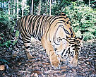 Sumatran tiger photographed by a camera trap in a remote part of the Sumatran jungle