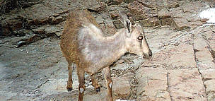 A young Arabian Tahr photographed by a camera trap, United Arab Emirates.
© EWS-WWF A young Arabian Tahr photographed by a camera trap, United Arab Emirates.
© EWS-WWF