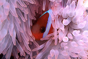 The Great Sea Reef is believed to be home to 80% of Fiji's coral reef fish species.
© WWF-SPPO
© WWF-SPPO