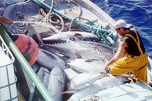 Se estima que un 75% de los stocks pesqueros del mundo está sobreexplotado o completamente ... / ©: WWF / Ezequiel NAVÍO / ©: WWF / Ezequiel NAVÍO