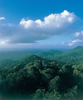 Amazonian tropical rainforest landscape seen from the inselberg in the Nouragues Nature Reserve. ...
© WWF / Roger LeGUEN
© WWF / Roger LeGUEN