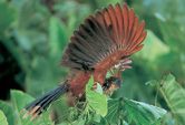 Hoatzin, Opisthocomus hoazin, French Guiana. / ©: WWF-Canon / Roger LeGUEN / ©: WWF-Canon / Roger LeGUEN