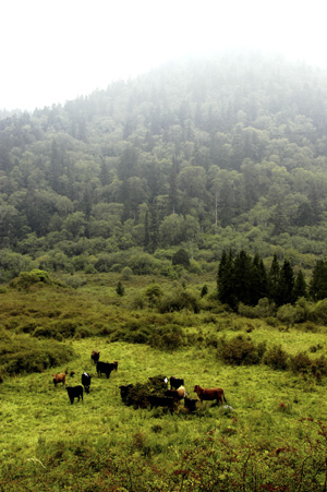 Grazing cattle within a giant panda reserve. Wanglang Nature Reserve, Sichuan Province
© (c) WWF / Michel GUNTHER
© (c) WWF / Michel GUNTHER