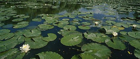 Water lily field, Nymphaea candida. Unteres Odertal National Park, Germany.
© WWF / Chris Martin BAHR Water lily field, Nymphaea candida. Unteres Odertal National Park, Germany. rel=