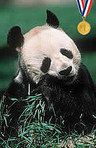 Giant Panda