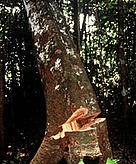 Mahogany tree being felled. Amazonas, Brazil.