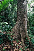 Mahogany Swietenia macrophylla Alto Purus Reserved Zone, Ucayali, Peru