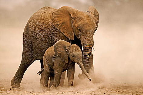 Keep elephants safe with chilies, dung and engine oil! / ©: WWF / Martin HARVEY rel=