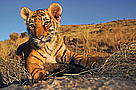 Indian tiger (Panthera tigris tigris) two month old cub
© WWF / Martin HARVEY
© WWF / Martin HARVEY