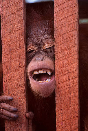 Juvenile Orang-utan (<i>Pongo pygmaeus</i>), caught in a wooden cage, at a saw mill near Sembuluh, Central Kalimantan., Indonesia. © WWF / Alain COMPOST Juvenile Orang-utan (Pongo pygmaeus), caught in a wooden cage, at a saw mill near Sembuluh, Central Kalimantan., Indonesia.