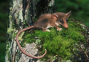 La recuperación de ecosistemas de páramo está contribuyendo a la conservación de especies raras, ...
© WWF / YURI HOOKER
© WWF / YURI HOOKER