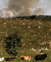 Cattle ranching and forest burning near the Rio Branco River in the Amazon. Brazil
© WWF / Mark EDWARDS
© WWF / Mark EDWARDS