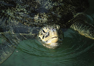 En el Perú habitan 5 especies de tortuga marina: la carey (Eretmochelys imbricata), la verde ...
© WWF / MARTIN HARVEY
© WWF / MARTIN HARVEY