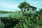 Typical Caboclo settlement of flooded forest with old canoe used for growing onions. Amazonas, Brazil