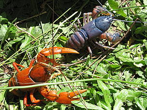 Crayfish from a stream in the Fandriana-Marolambo forest corridor
© WWF / Moira Hough
© WWF / Moira Hough