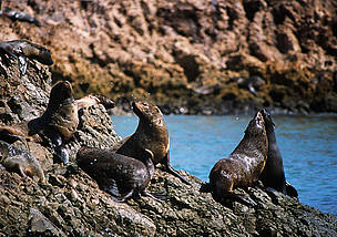 Lobos marinos finos (Arctocephalus australis), depredadores tope del ecosistema marino de Humboldt.
© KJELD NIELSEN
© KJELD NIELSEN