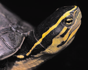 Southeast Asian Box Turtle
© Chris R. Shepherd / TRAFFIC Southeast Asia
© Chris R. Shepherd / TRAFFIC Southeast Asia