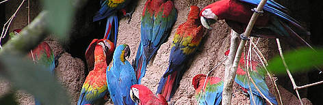 Bird species in Peru.
© WWF rel=