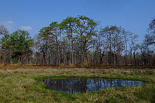 Seasonal waterholes, so-called trapeang, are an essential feature of dry forest ecology in ...
© Arnulf Koehncke / WWF-Cambodia
© Arnulf Koehncke / WWF-Cambodia