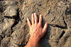Sarus crane footsteps are larger than a grown man's hand, as shown by this photograph from a ...
© Arnulf Koehncke / WWF-Cambodia
© Arnulf Koehncke / WWF-Cambodia