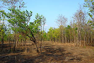 Open dry deciduous forest in Mondulkiri Protected Forest within Cambodia's Eastern Plains Landscape
© Arnulf Koehncke / WWF-Cambodia
© Arnulf Koehncke / WWF-Cambodia