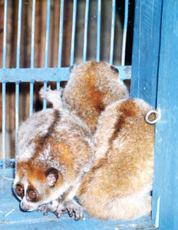 Pygmy slow loris (Nycticebus pygmaeus) / ©: WWF Greater Mekong Pygmy slow loris (Nycticebus pygmaeus) / ©: WWF Greater Mekong