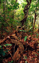 Amazonian vines Paragominas, Parà State, Amazon, Brazil / ©: WWF-Canon / Juan PRATGINESTOS / ©: WWF-Canon / Juan PRATGINESTOS