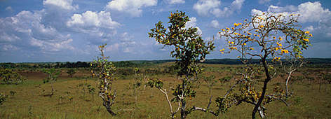 Rainforest Is Being Destroyed at Fastest Pace in 15 Years