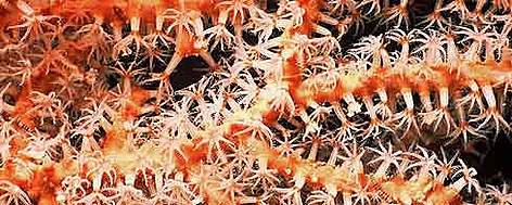 Detail of Soft coral, close up. Fiji is famous throughout the world for spectacularly rich and ... / ©: WWF / Cat HOLLOWAY Detail of Soft coral, close up. Fiji is famous throughout the world for spectacularly rich and ... rel=