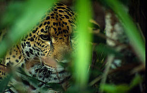 Jaguar, Panthera onca.
© WWF / Anthony B. RATH
© WWF / Anthony B. RATH