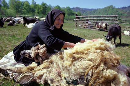 Tunsul oilor, Romania
© WWF DCP, Anamaria Stoica rel=