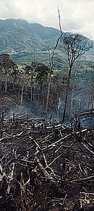 Tavy - the slash & burn method of agricultural practice is main threat to habitat loss.