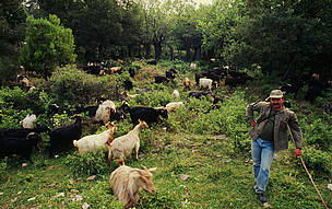 Shepherd driving his goats for grazing in the Dadia-Lefkimi & Soufli Forest Game Refuge Greece. / ©: WWF-Canon / Michel GUNTHER / ©: WWF-Canon / Michel GUNTHER