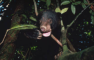 Sun bear (Helarctos malayanus), one of Borneo's threatened species.
© WWF / Terry Domico
© WWF / Terry Domico