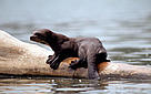 Pteronura brasiliensis Giant otter, Manu National Park, Peru.