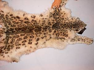 Snow leopard pelt seized by Dubai Customs in January 2004.
© WWF-UAE
© WWF-UAE