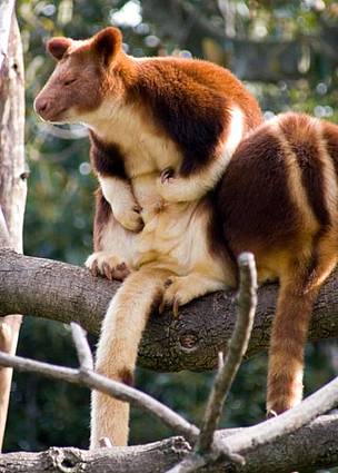 The Golden-mantled Tree-kangaroo is similar to the closely related Goodfellow's Tree-kangaroo shown ... / ©: Timmy Toucan / ©: Timmy Toucan