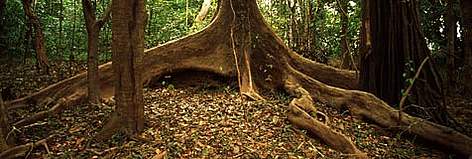 amazon jungle plants