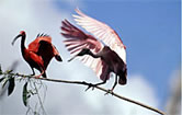 Scarlet ibis and Roseate spoonbill in wetlands. Brazil.
© WWF / Roger LeGUEN Scarlet ibis and Roseate spoonbill in wetlands. Brazil.
© WWF / Roger LeGUEN