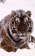 Amur tiger lying in the snow. © WWF/Kevin Schafer Amur tiger lying in the snow.