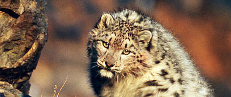 Snow leopard (Uncia uncia ) in the wild of the Altai Mountains in Mongolia.
© WWF / Fritz PÖLKING Snow leopard (<i>Uncia uncia </i>) in the wild of the Altai Mountains in Mongolia. rel=
