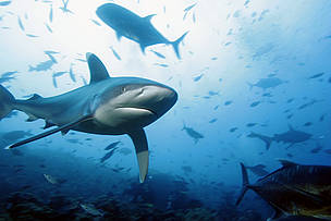 12 species listed on the IUCN Red List of threatened species are found in viable populations in the ...
© WWF-SPPO
© WWF-SPPO