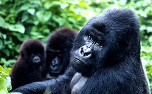 About half of the world's 700 mountain gorillas are found in the Bwindi Impenetrable National Park. ...
© WWF / Martin HARVEY The total population of the mountain gorilla subspecies is about 700 individuals, split almost ...
© WWF / Martin HARVEY