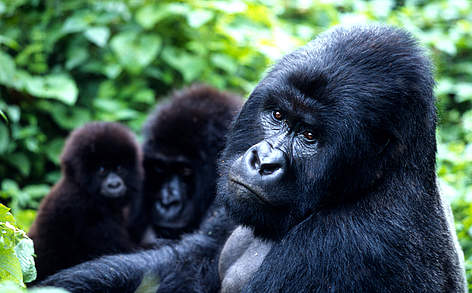 Mountain gorillas in Virunga (Uganda-Rwanda-DRC border)
© WWF / Martin HARVEY The total population of the mountain gorilla subspecies is about 700 individuals, split almost ... rel=