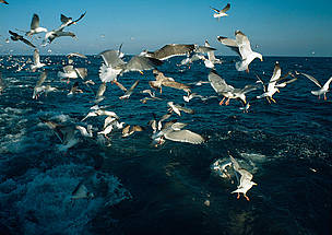 North Atlantic Ocean © WWF / Mike R. JACKSON North Atlantic Ocean