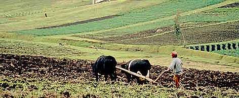 Farming in the rich volcanic soil in the Andes Mountains. Near Cayambe, Pichincha, Ecuador.
© WWF / Kevin Schafer Farming in the rich volcanic soil in the Andes Mountains. Near Cayambe, Pichincha, Ecuador. rel=