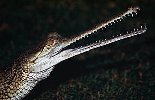 Gharials are often confused with crocodiles. They are characterized by their long and thin snout.
© WWF/Gerald S. Cubitt Gharials are often confused with crocodiles. They are characterized by their long and thin snout.
© WWF/Gerald S. Cubitt