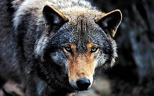 Canis lupus Grey wolf Captive, photo was taken in March.
© Chris Martin Bahr / WWF
© Chris Martin Bahr / WWF