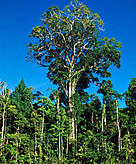 Swietenia macrophylla Mahogany tree or